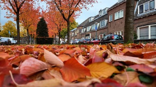 Veel kleur op deze grijze dag...