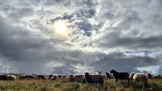 Zon schijnt op de wollen vacht