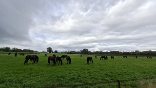 Paarden aan het grazen in de wei in een grijs bewolkt en nat Denekamp