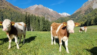 Alpen: blauw
