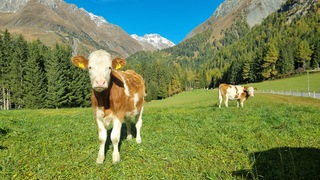 Alpen: zon