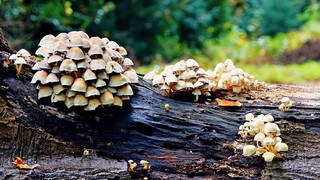 Paddenstoelen