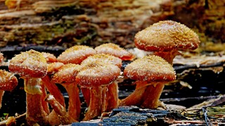 Paddenstoelen