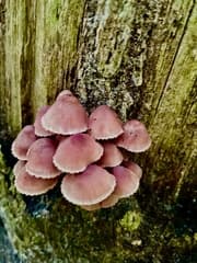 Tijdens zonnige boswandeling paddenstoelen determineren/Grote bloedsteelmycena (Terschelling)