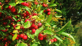 Sierappelboom in het herfstzonnetje