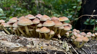 Herfst 