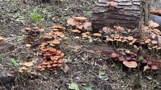 Paddenstoelen 