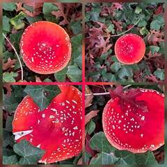 Herfst: mooie vliegenzwam