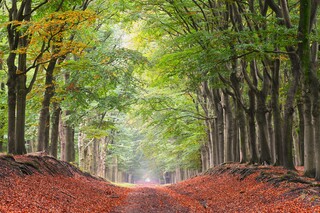Herfst