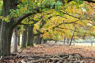 Herfstkleuren