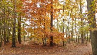 herfstbos