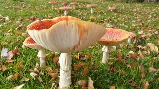Paddenstoelen