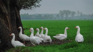 Grijsachtig weer 