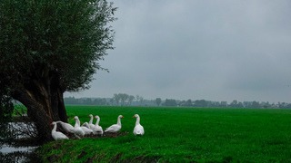 Grijsachtig weer.
