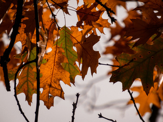 Herfstweer
