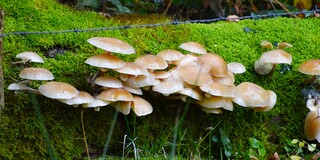 Mooie paddenstoelen