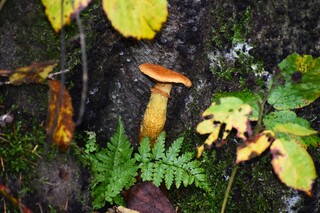 Een echt herfst plaatje