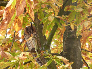 Ransuil in herfstsfeer.