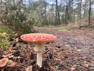 Vliegenzwam in het bos 