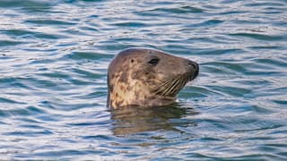 Zeehond voor Brouwerspuisluis