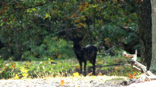 Silhouette van een edelhert in de regen