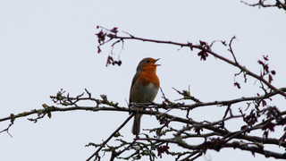 Roodborstje zingt erop los