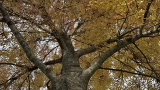 Herfstkleuren 