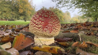 Herfst 