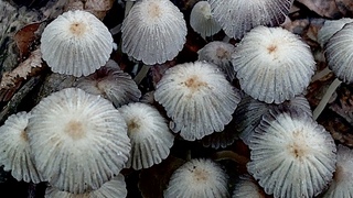 Paddenstoelen 