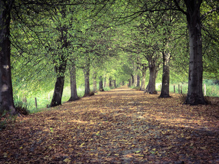 Herfst