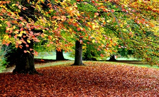 Mooie "vloerbedekking "