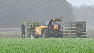 Boeren nog druk aan het planten (in de regen)