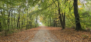 Herfst in het drentse bos bij Gieten vanmiddag 