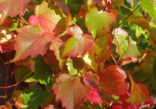 Eindelijk échte mooie herfstkleuren