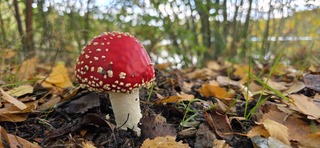 Kleine vliegenzwam tussen de afgevallen herfstbladeren 