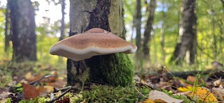 Paddenstoel op boomstam in het bos bij Gieten vanmiddag 