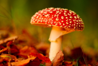 Rood met witte stippen