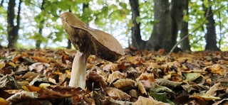 Paddenstoel tussen afgevallen herfstbladeren in het bos