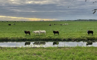 Hollandser kan het volgens mij niet