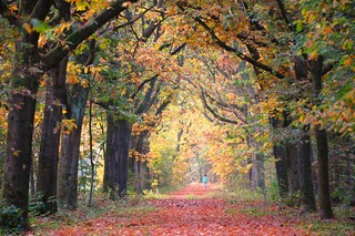 Herfst...