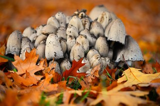 Paddenstoelen tijd...