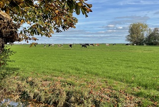 Op zaterdagmiddag, bedaard in de wei…koeien?