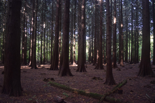Veel bladeren op de grond