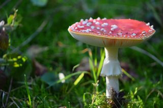 Vliegenzwam in de zon