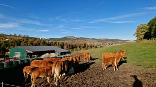 Gouden koeien in Sauerland 
