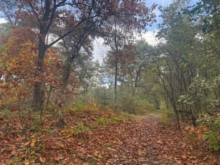 Herfstkleuren domineren het bos