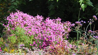 HERFSTASTERS in BLOEI
