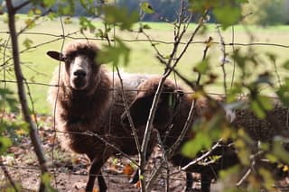 Schapen in het zonnetje