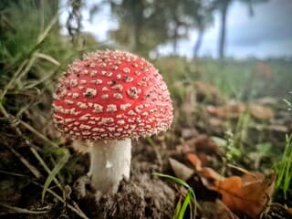 Rood met witte stippen!