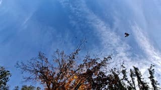 Bij een stevig windje vallen de herfstbladeren nu echt van de bomen vandaag